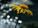 Blume Pflanze PICT1904 (12)_Bildgröße ändern